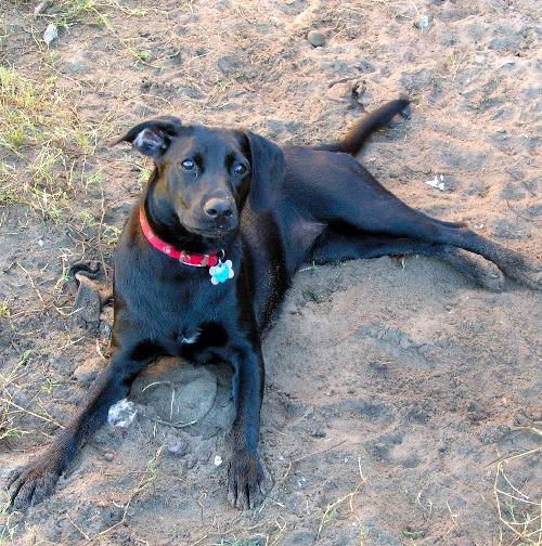 Daisy the Black Lab