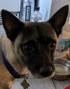 Finley