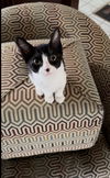 Gizmo