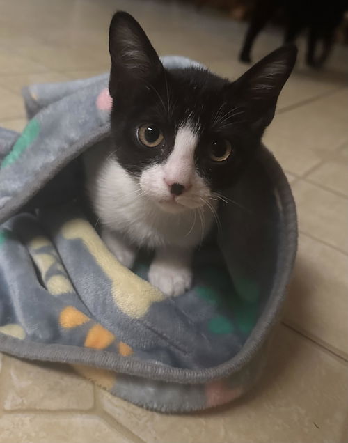 Gizmo