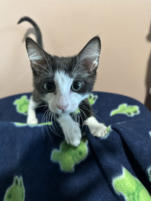 Oliver