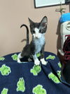 Oliver