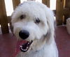 Wilbur