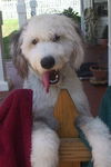 Wilbur