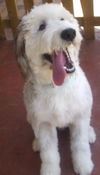 Wilbur