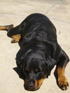 Athena