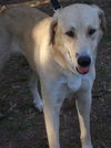 Elissa the Anatolian Shepherd