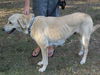 Elissa the Anatolian Shepherd