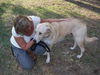 Elissa the Anatolian Shepherd