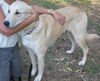 Elissa the Anatolian Shepherd