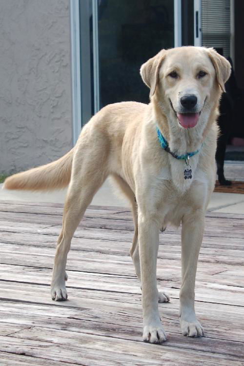 Elissa the Anatolian Shepherd