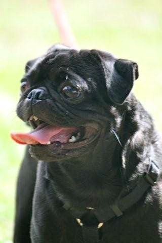 Sebastian the Pug