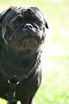 Sebastian the Pug