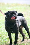 Sebastian the Pug
