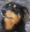 Koda the Collie