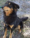 Koda the Collie