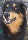 Koda the Collie