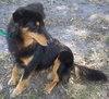 Koda the Collie