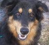 Koda the Collie
