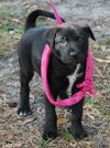 Jackie the Shepherd Puppy