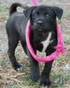 Jackie the Shepherd Puppy