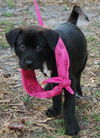 Jackie the Shepherd Puppy