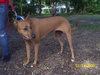 Jasabell the Basenji Puppy