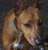 Jasabell the Basenji Puppy