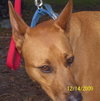 Jasabell the Basenji Puppy