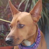 Jasabell the Basenji Puppy
