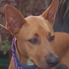 Jasabell the Basenji Puppy