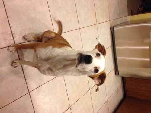 Lilly the Pointer