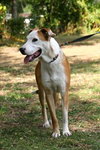 Lilly the Pointer