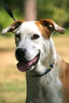 Lilly the Pointer