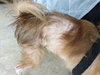 Tyson the Terrific
