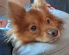 Tyson the Terrific
