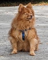 Tyson the Terrific