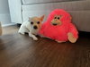 Lola
