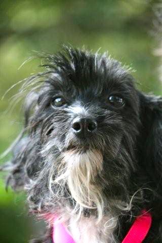 Abby the Chinese Crested