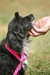 Abby the Chinese Crested