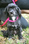 Duke the Chinese Crested