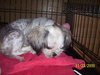 Keena the Shih Tzu