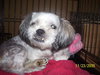 Keena the Shih Tzu