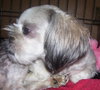 Keena the Shih Tzu