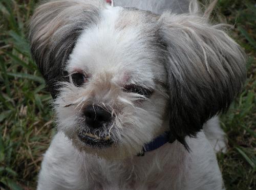 Keena the Shih Tzu