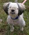 Keena the Shih Tzu