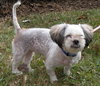 Keena the Shih Tzu