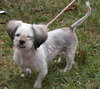 Keena the Shih Tzu