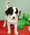 Coconut the Lab Puppy