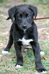 Armstrong the Lab Puppy